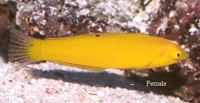  Halichoeres chrysus (Canary Wrasse)